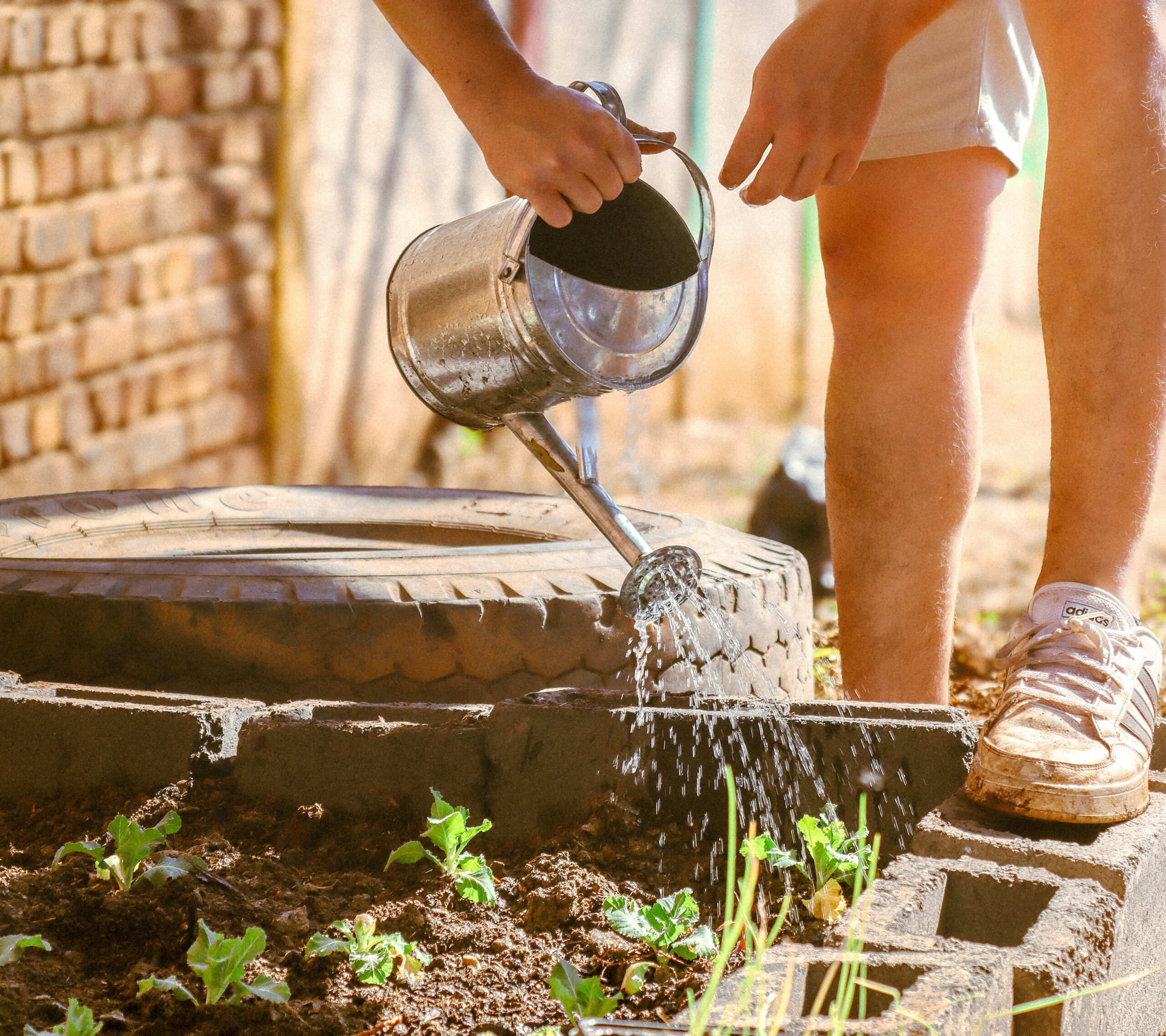 Watering a new garden with a watering can